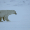 L'ours polaire