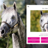 Haras site Design
