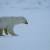 L'ours polaire