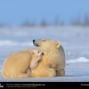 L'ours polaire