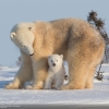 L'ours polaire