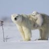 L'ours polaire