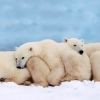 L'ours polaire