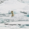 L'ours polaire