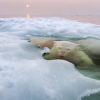 L'ours polaire