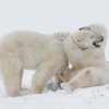 L'ours polaire