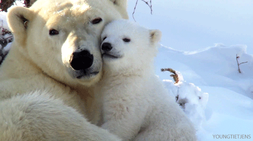 L'ours polaire en images