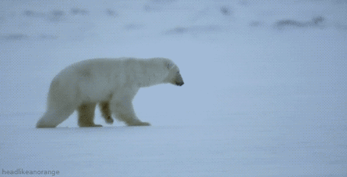 L'ours polaire